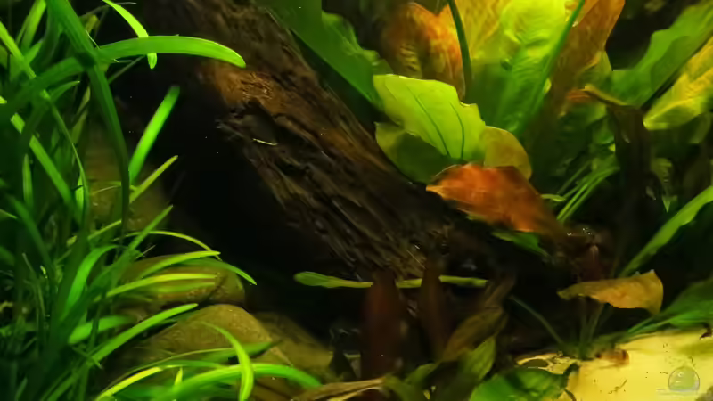 Aquarium Amazonas Nebenfluss (aufgelöst) von Jan S. (11)