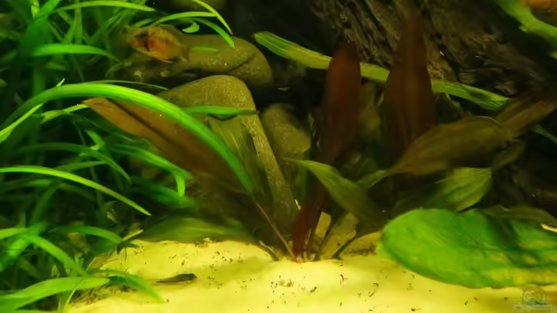 Aquarium Amazonas Nebenfluss (aufgelöst) von Jan S. (12)