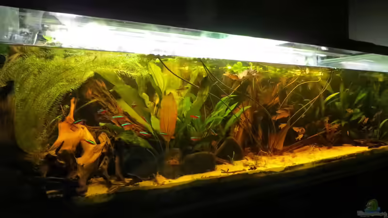 Aquarium Amazonas Nebenfluss (aufgelöst) von Jan S. (3)