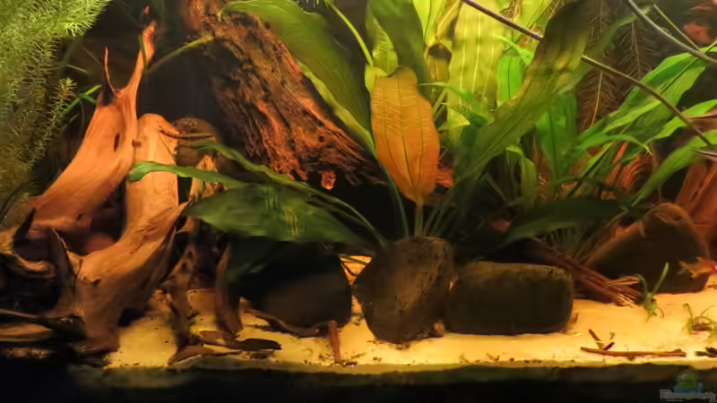 Aquarium Amazonas Nebenfluss (aufgelöst) von Jan S. (5)
