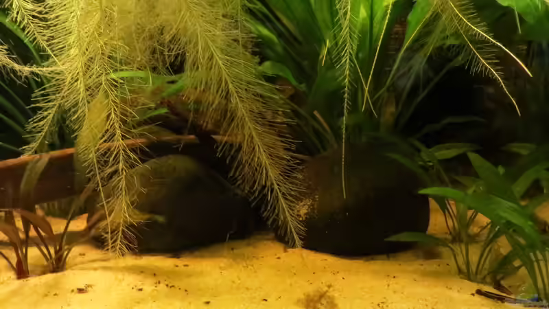 Aquarium Amazonas Nebenfluss (aufgelöst) von Jan S. (6)