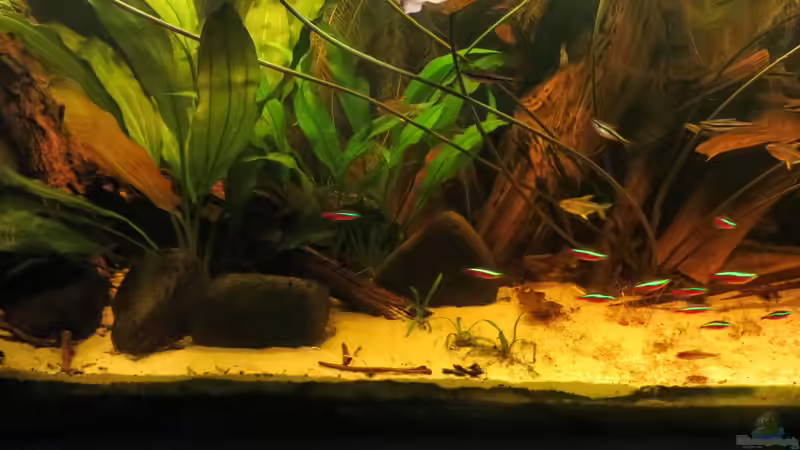 Aquarium Amazonas Nebenfluss (aufgelöst) von Jan S. (7)