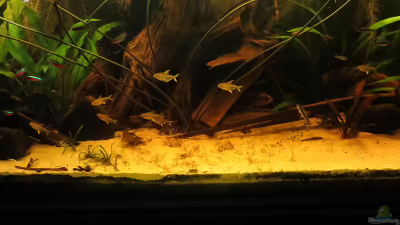 Aquarium Amazonas Nebenfluss (aufgelöst) von Jan S. (9)