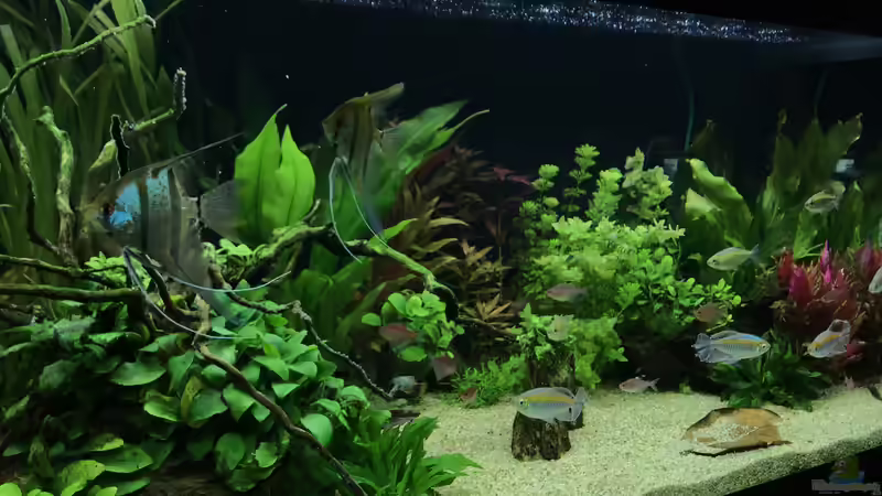 Aquarium Amazonas Phantasie von Aerbsli (13)