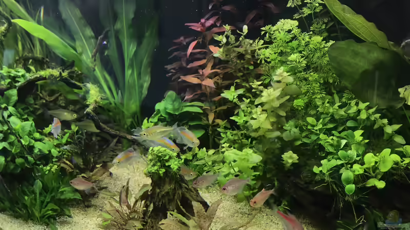 Aquarium Amazonas Phantasie von Aerbsli (18)
