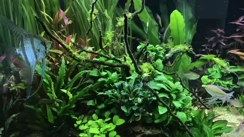 Aquarium Amazonas Phantasie von Aerbsli (19)