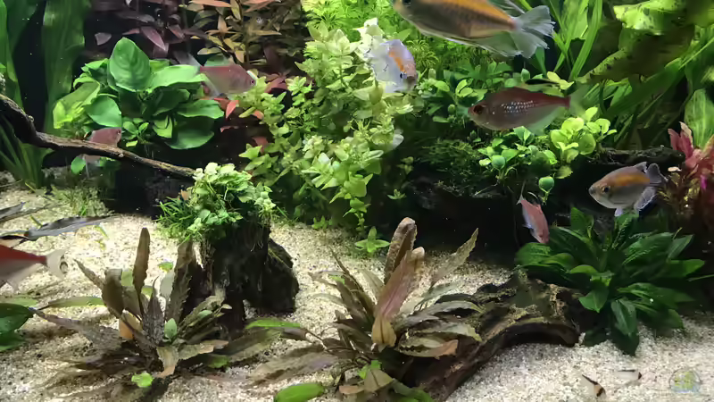 Aquarium Amazonas Phantasie von Aerbsli (3)