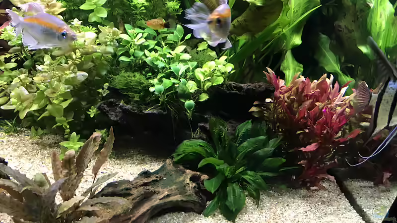 Aquarium Amazonas Phantasie von Aerbsli (5)