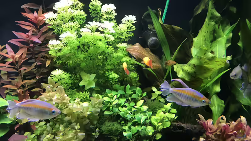 Aquarium Amazonas Phantasie von Aerbsli (6)