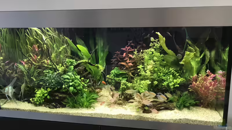 Aquarium Amazonas Phantasie von Aerbsli (7)