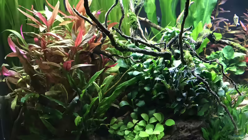 Aquarium Amazonas Phantasie von Aerbsli (8)