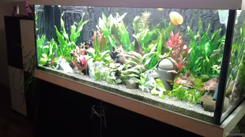 Aquarium amazonas südamerika live von phrankdiddie (2)