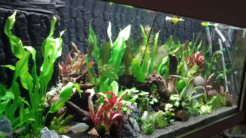 Aquarium amazonas südamerika live von phrankdiddie (3)