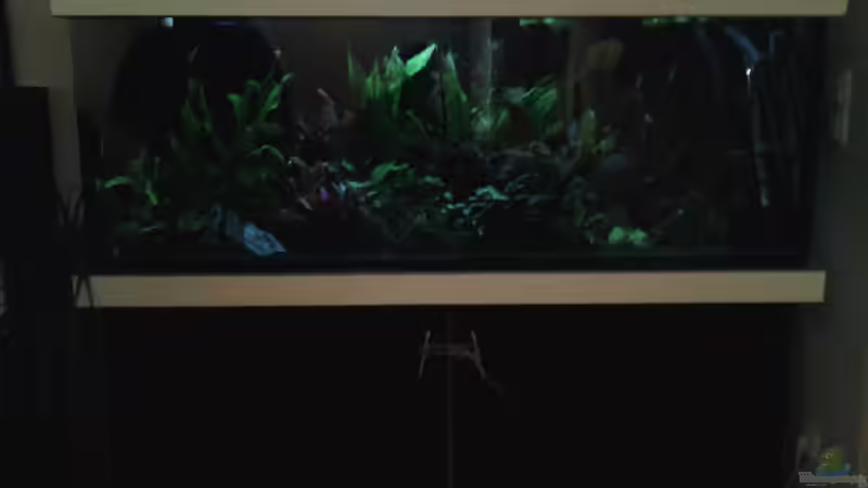 Aquarium amazonas südamerika live von phrankdiddie (5)