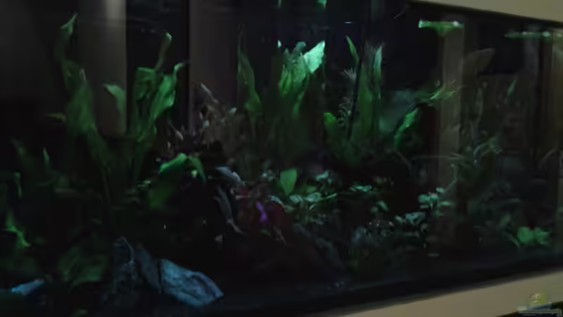 Aquarium amazonas südamerika live von phrankdiddie (6)