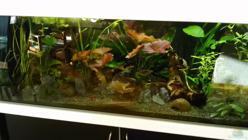 Aquarium amazonas südamerika live von phrankdiddie (8)