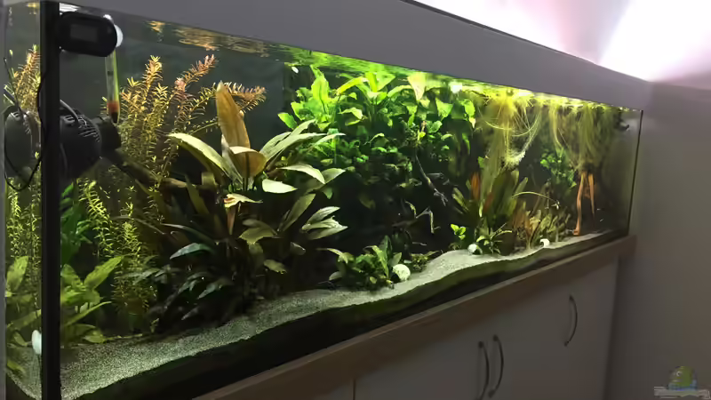 Aquarium Amazonas Uferbereich von Danny (10)
