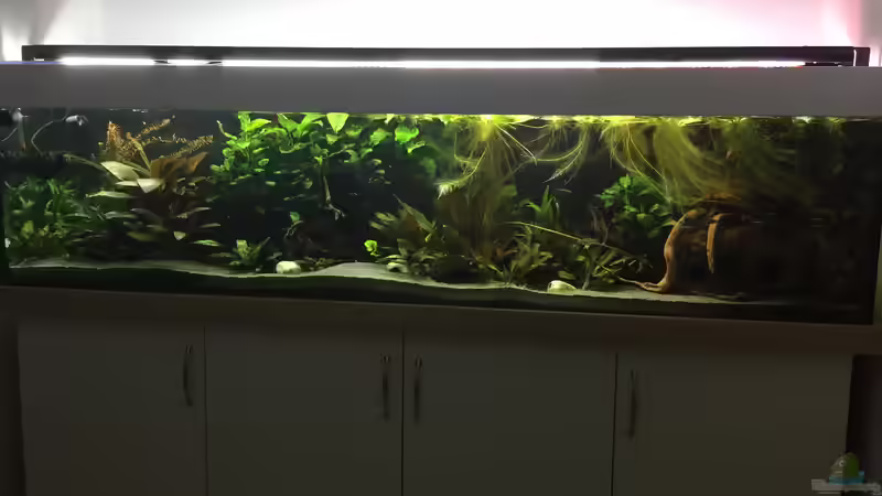 Aquarium Amazonas Uferbereich von Danny (11)