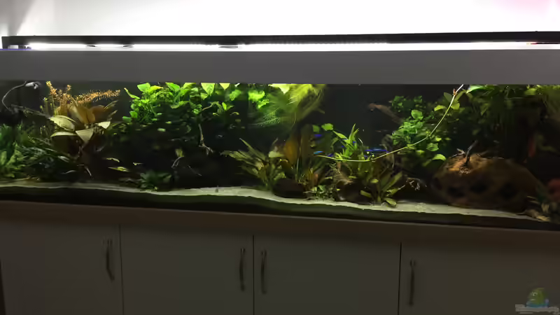 Aquarium Amazonas Uferbereich von Danny (3)