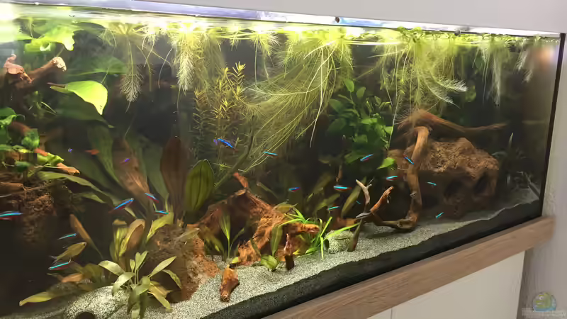 Aquarium Amazonas Uferbereich von Danny (4)