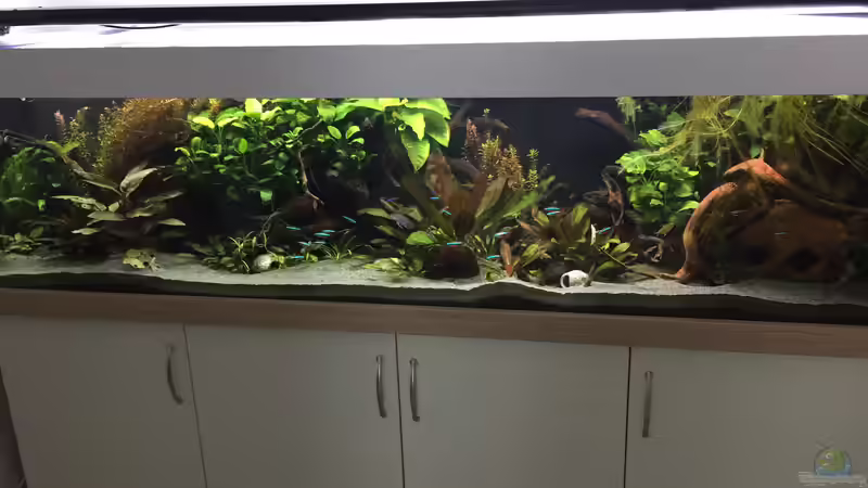 Aquarium Amazonas Uferbereich von Danny (5)