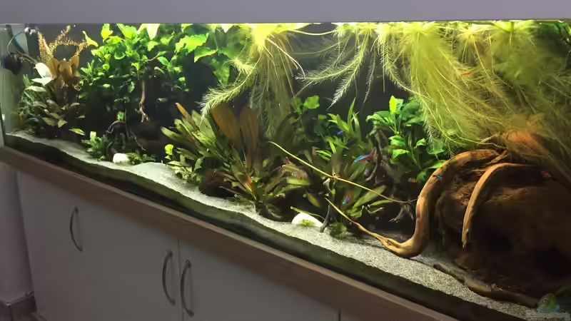 Aquarium Amazonas Uferbereich von Danny (9)