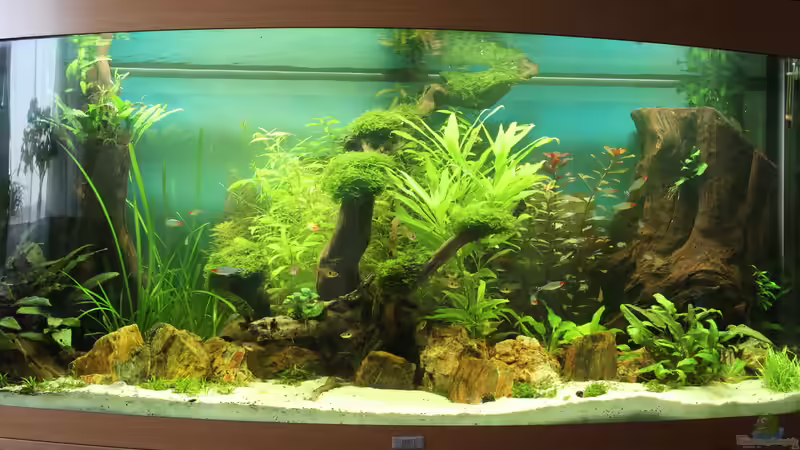 Aquarium Amazonas Urwald Panorama 260l von Jumata (5)