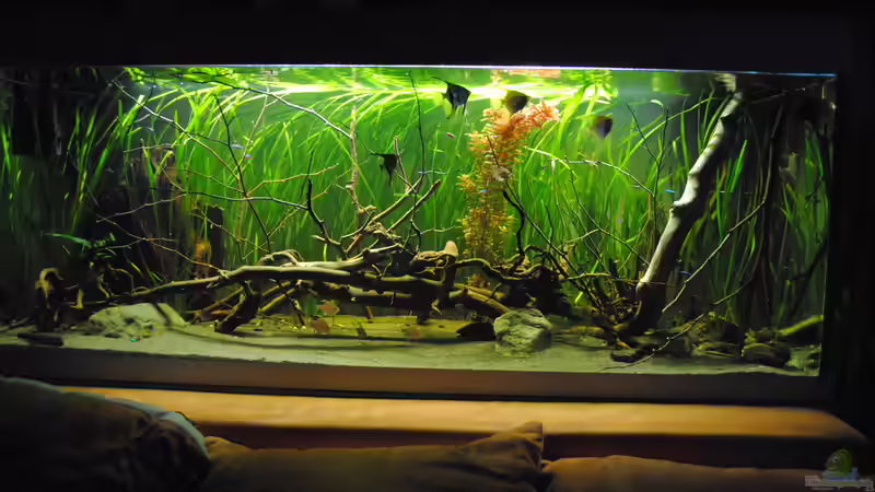 Aquarium Amazonas von Amazonas33 (10)