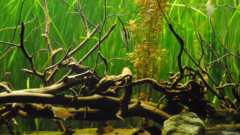 Aquarium Amazonas von Amazonas33 (12)