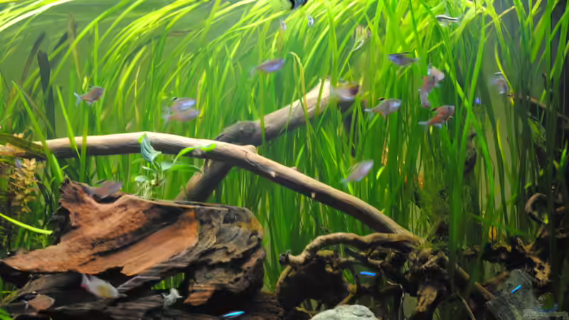 Aquarium Amazonas von Amazonas33 (5)