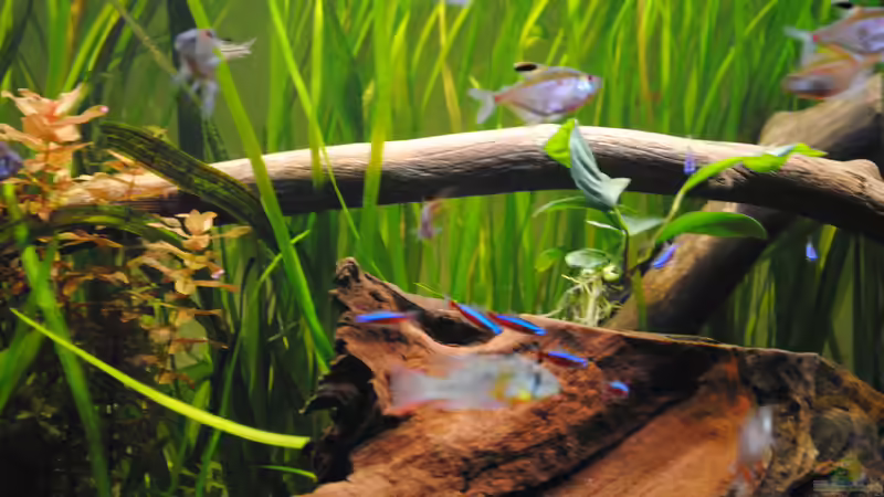 Aquarium Amazonas von Amazonas33 (6)