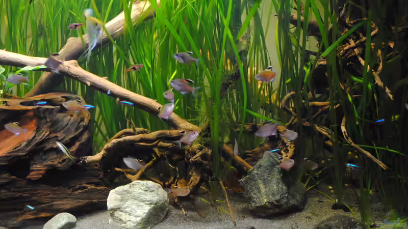 Aquarium Amazonas von Amazonas33 (7)