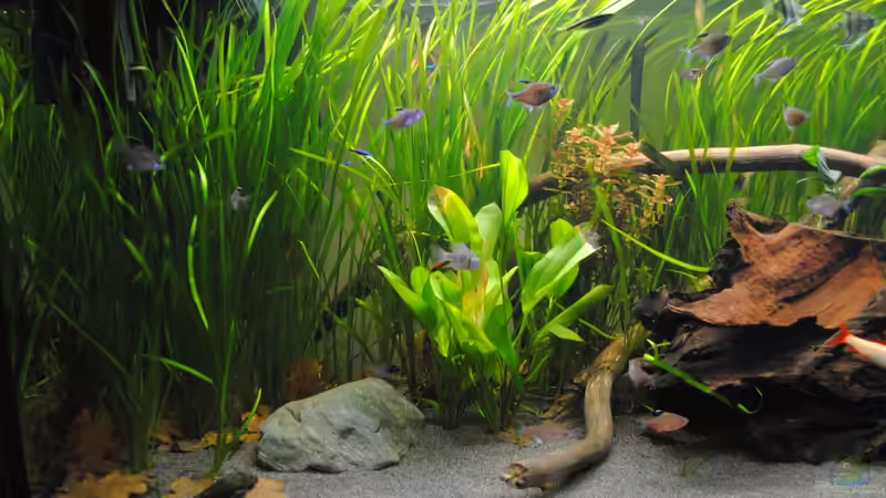 Aquarium Amazonas von Amazonas33 (8)