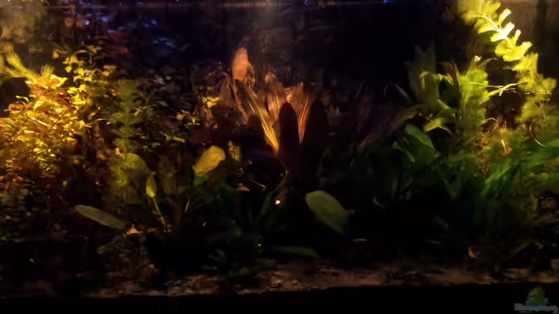 Aquarium amazonas von Andreas Trunk (10)