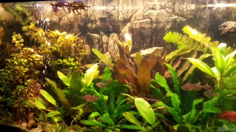 Aquarium amazonas von Andreas Trunk (2)