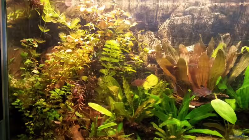 Aquarium amazonas von Andreas Trunk (4)