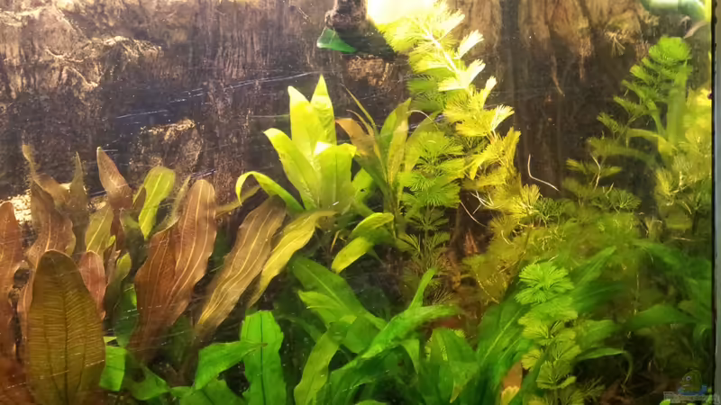 Aquarium amazonas von Andreas Trunk (6)