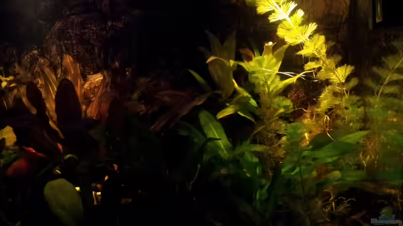 Aquarium amazonas von Andreas Trunk (7)