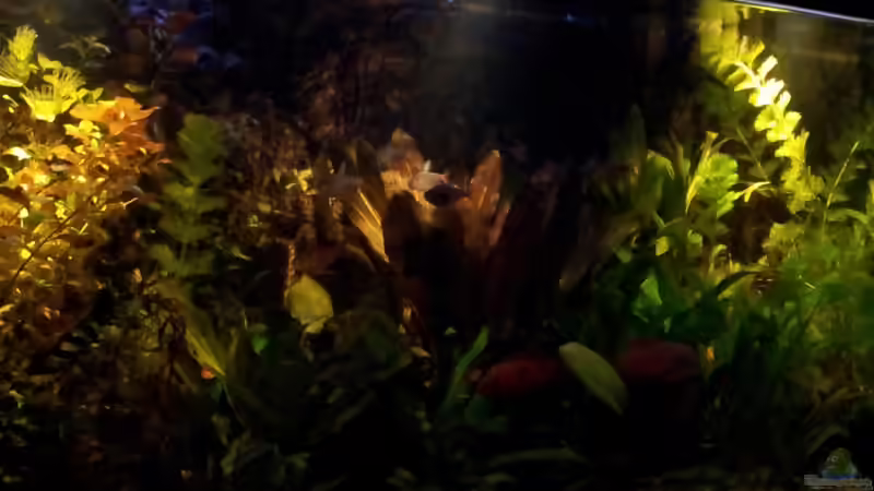 Aquarium amazonas von Andreas Trunk (9)