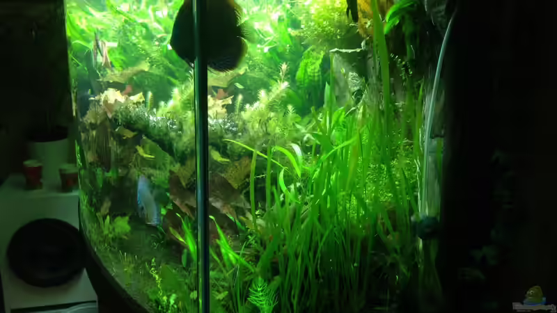 Aquarium Amazonas von Benny Visconti (3)