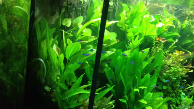 Aquarium Amazonas von Benny Visconti (4)