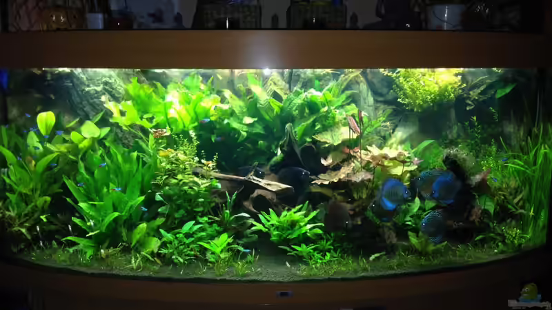 Aquarium Amazonas von Benny Visconti (5)