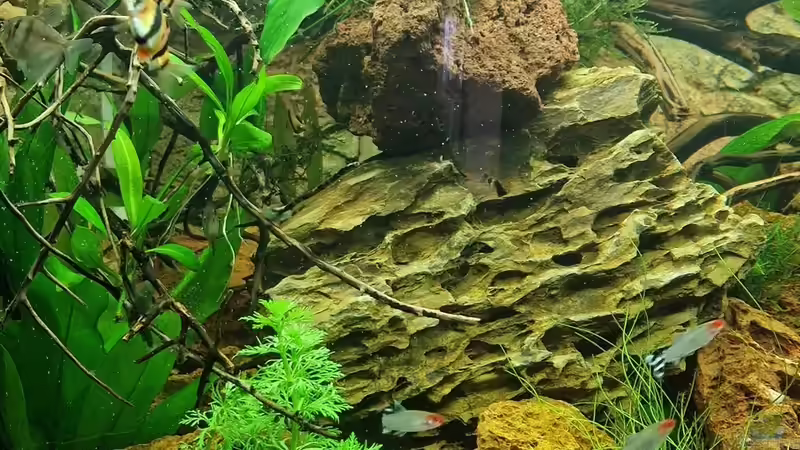 Aquarium Amazonas von FlyFunke (4)