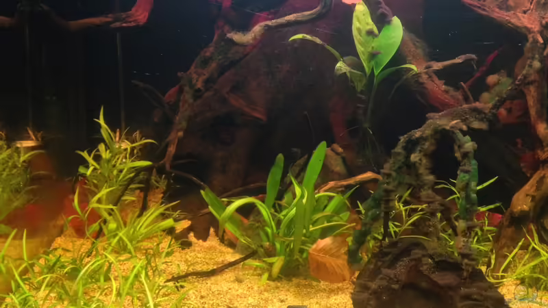 Aquarium Amazonas von lützkopf (5)