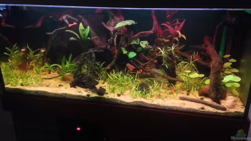 Aquarium Amazonas von lützkopf (6)