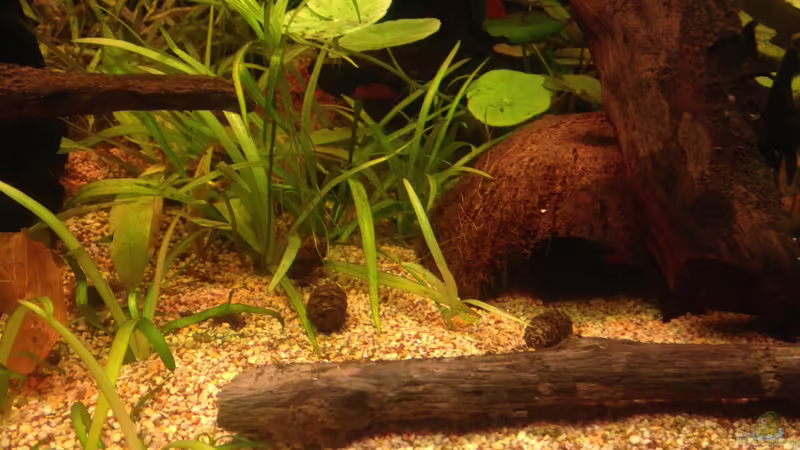 Aquarium Amazonas von lützkopf (7)