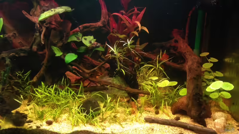 Aquarium Amazonas von lützkopf (8)
