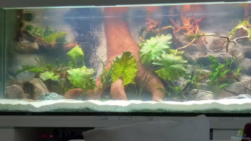Aquarium Amazonas von master-marko (10)