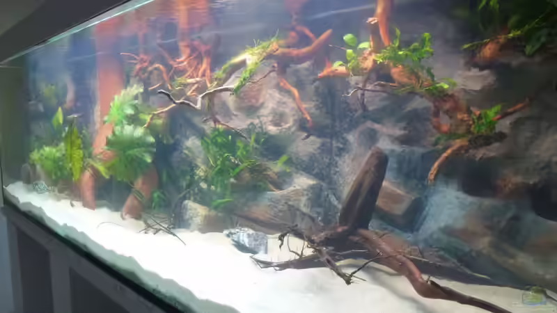 Aquarium Amazonas von master-marko (11)