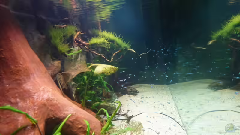 Aquarium Amazonas von master-marko (18)